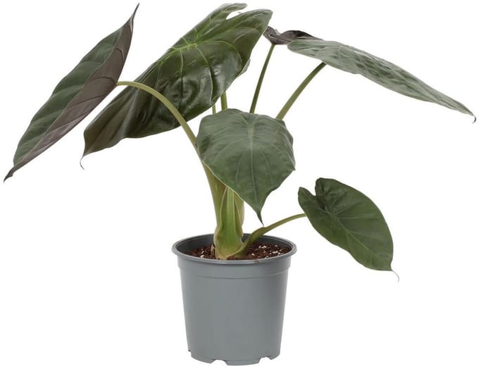 Alocasia Wentii - Hoogte 70cm - Pot 19cm