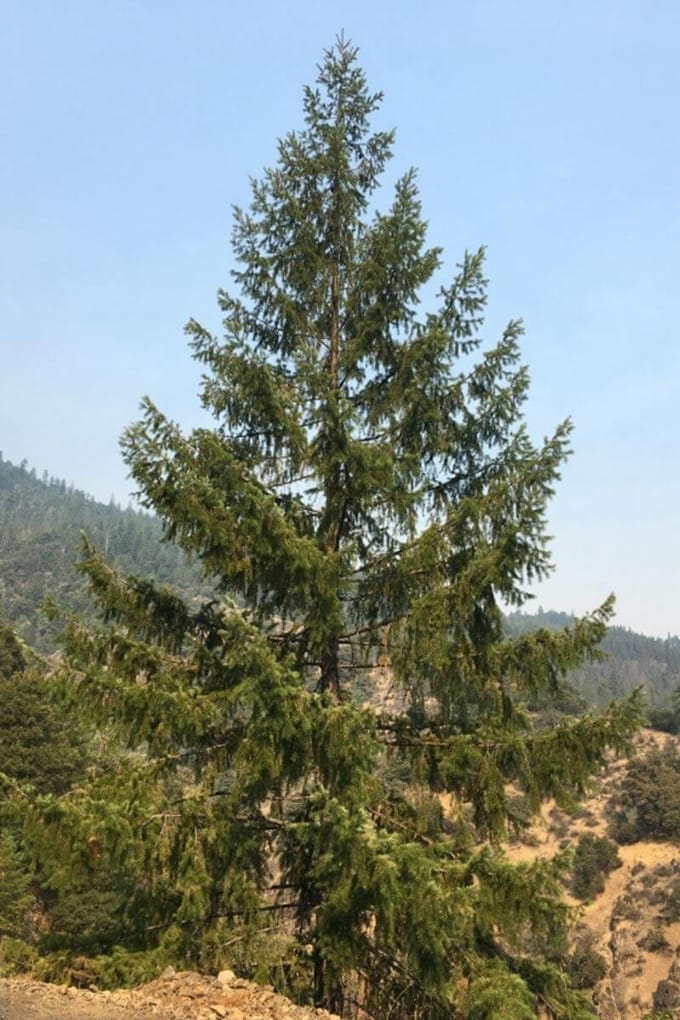 Jonge Douglasspar boom | Pseudotsuga menziesii | 60-80cm hoogte
