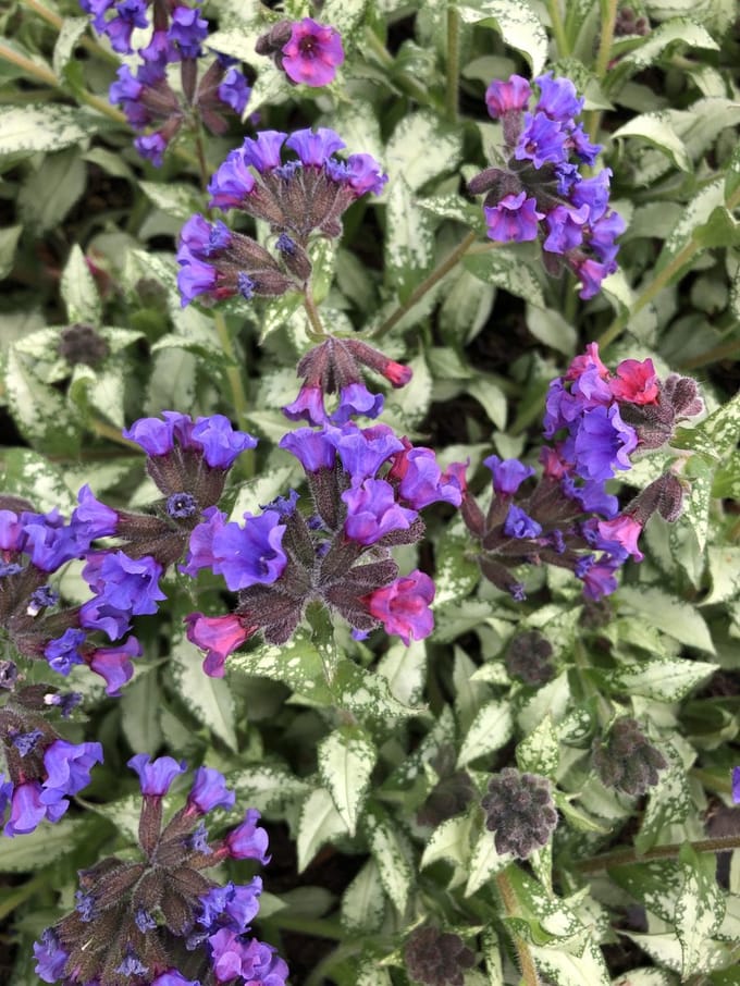 6x Longkruid - Pulmonaria longifolia subsp. Cevennensis | 9x9 cm pot