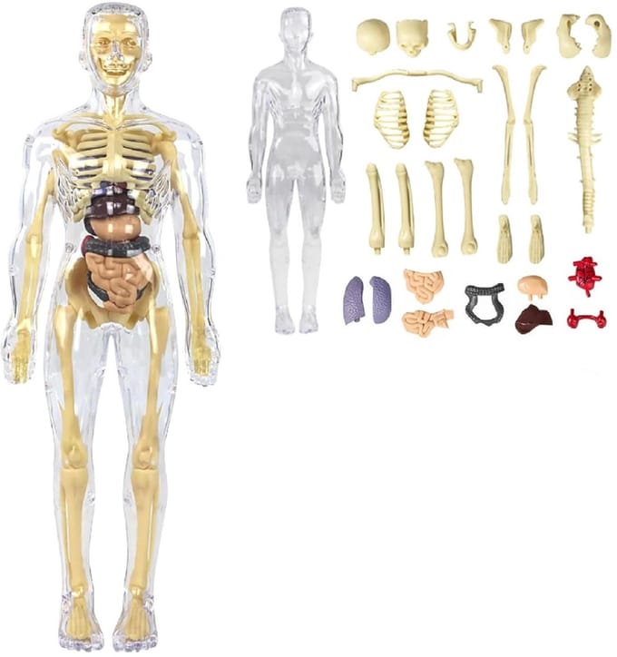 Anatomie model mens – 27-delig, realistisch en leerzaam – voor school en studie