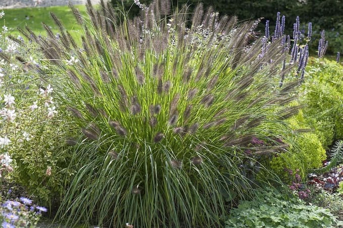 Pennisetum a. Viridescens - Set van 12 - Lampenpoetsersgras - Pot P9