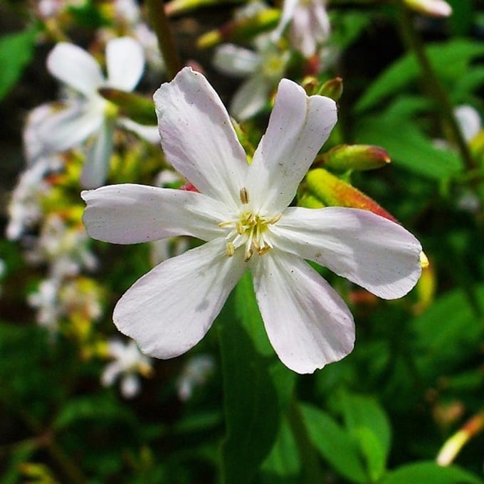 6x Saponaria ocymoides 'Snow Tip' Pot 9x9cm - Witbloeiende bodembedekker