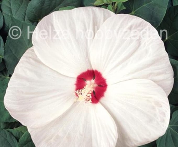 Hibiscus x moscheutos Nippon F1 White