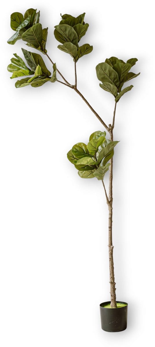 Indore Silva - Kunstplant Vijg - 190cm