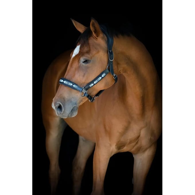 Leren halster voor paarden Catago Anamo