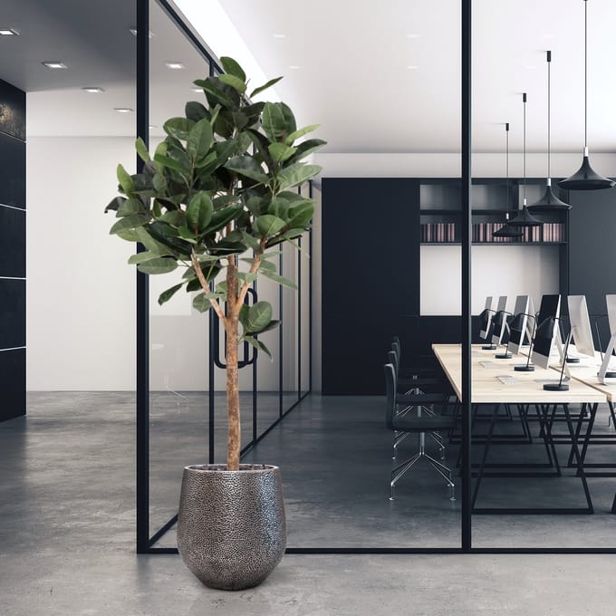 Ficus Elastica Robusta Kunstboom Deluxe 200cm