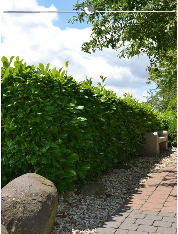 Laurier Prunus Rotundifolia 100-120 cm, 30x Haagplant