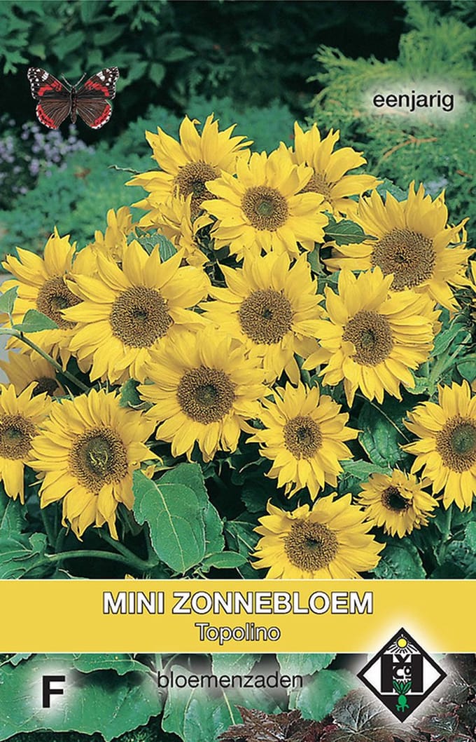Van Hemert - Zonnebloem Topolino (Helianthus annuus)