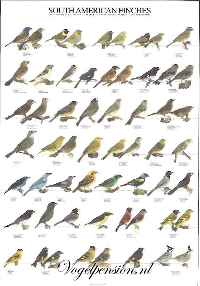 Vogelposter Zuid Amerikaanse Vinken gelamineerd A4 - Vogelposters - Benodigdheden