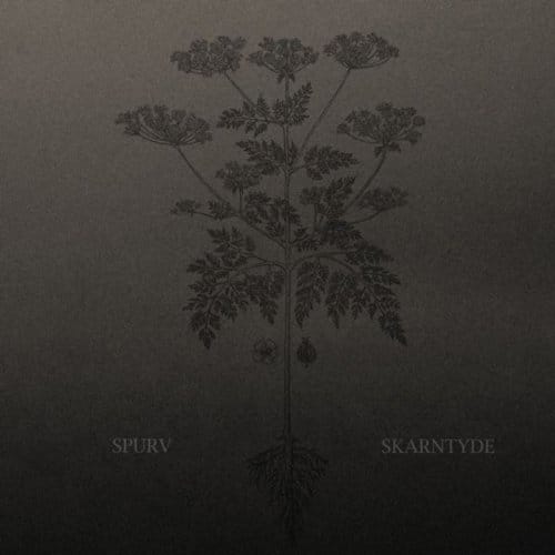 Skarntyde - Spurv