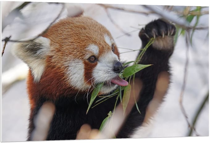 Forex - Etende Rode Panda - 120x80cm Foto op Forex