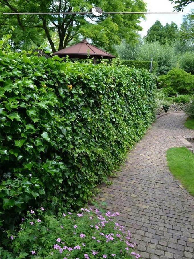 Ierse Klimop Hedera hibernica 80-100 cm in Pot, 500x Haagplant