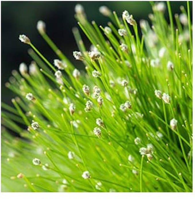 Moerings Scirpus Cernuus | Naaldgras | In 18CM Mand
