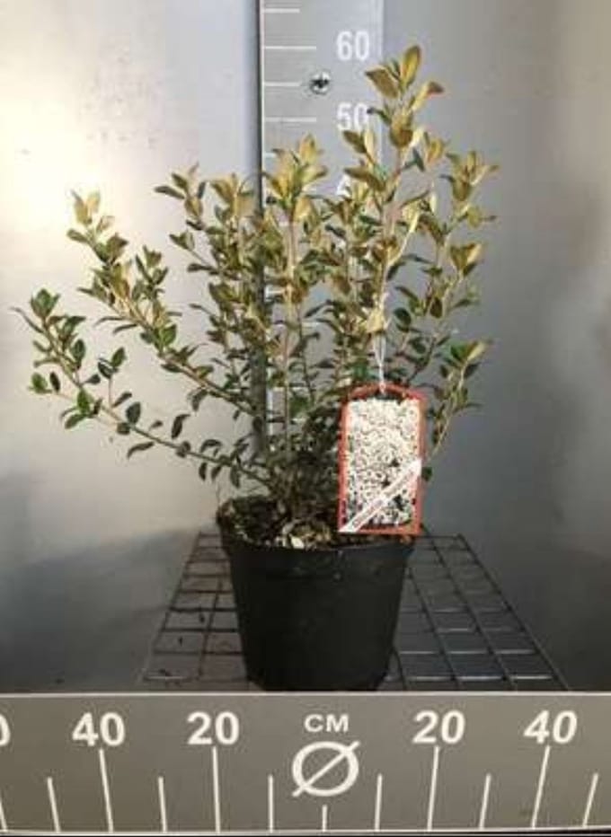 2 x Olearia haastii - Boomaster 30- 40 cm in pot