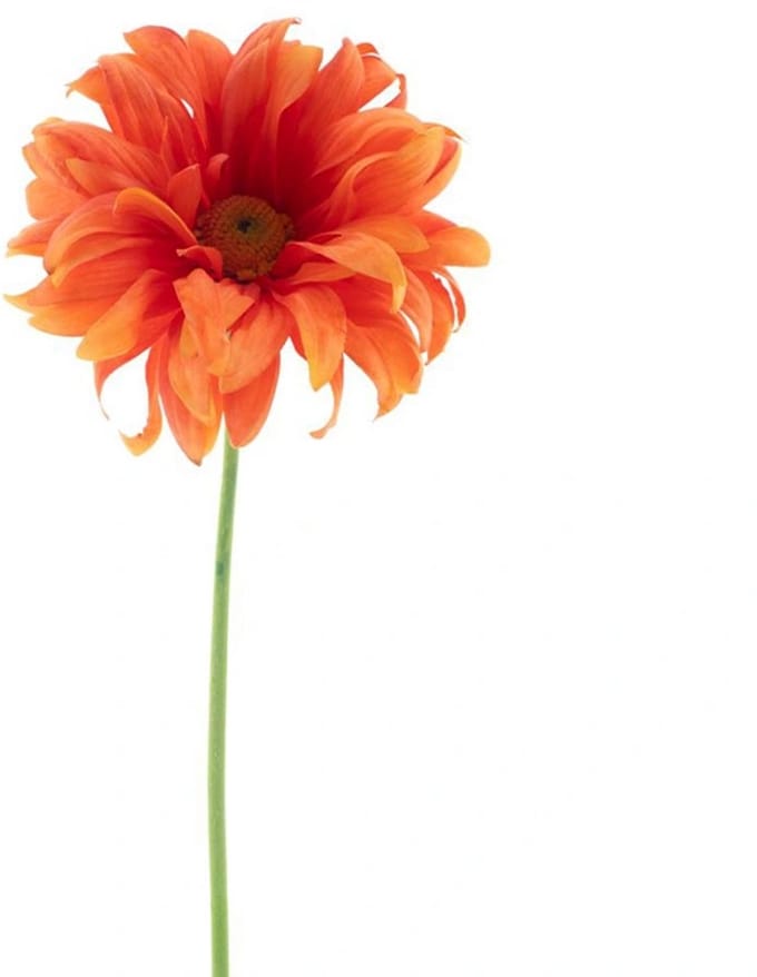 Erutan avon - Gerbera spray Lotte orange 76 cm