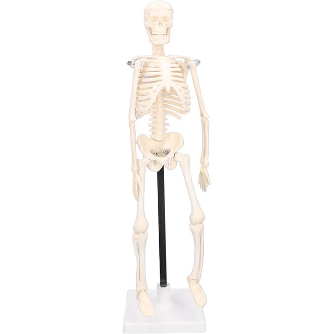 Menselijk Skelet Model 42cm Afneembaar Flexibel Lichtgewicht PVC Mini Onderwijs Skelet Model white