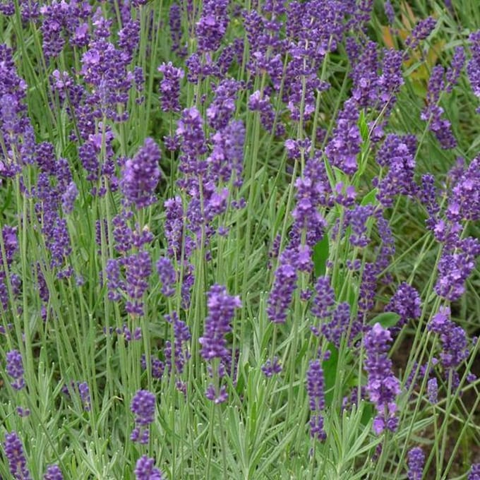6 x Lavandula Intermedia 'Dutch' - Lavendel pot 9x9cm