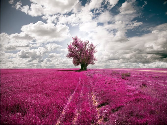 Fotobehang - Magenta weide.