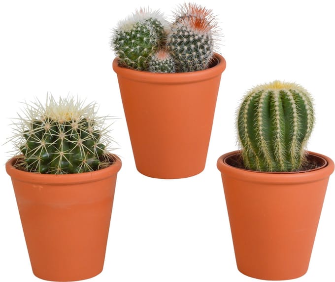 Bolcactus mix 8.5 cm in terracotta pot | 3 stuks