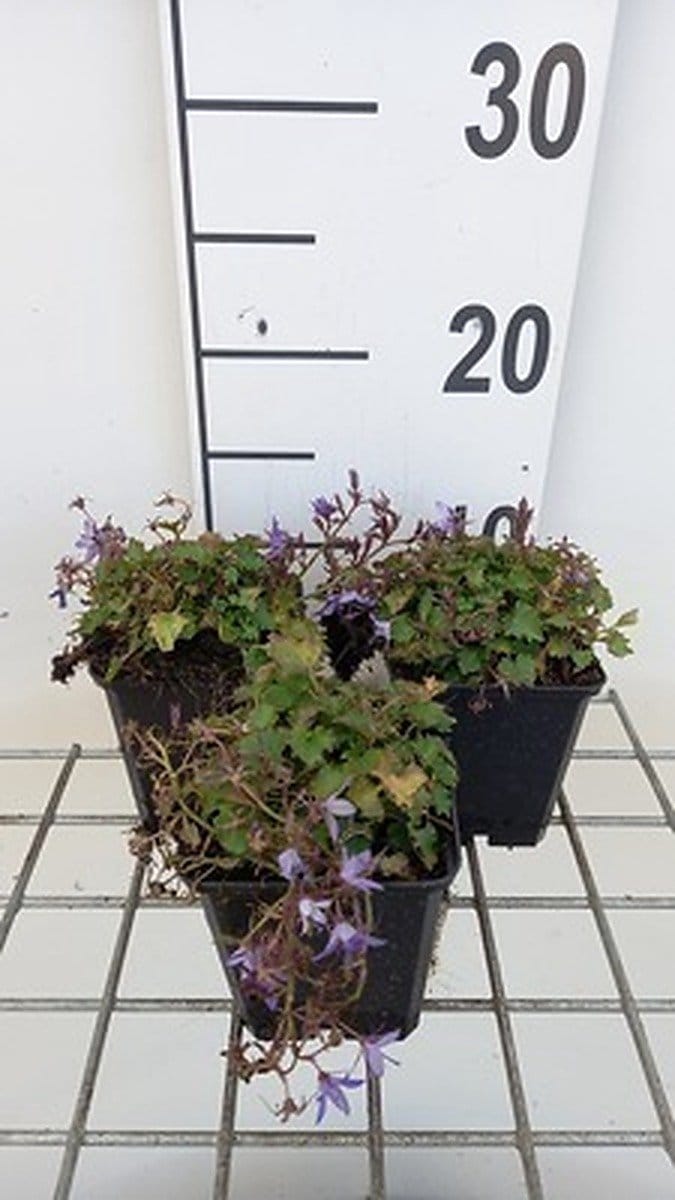 6x Klokje - Campanula posch. 'Stella' | 9x9 cm pot