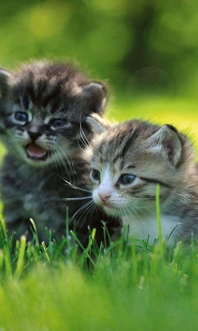 Fotobehang - Kittens 150x250cm - Vliesbehang