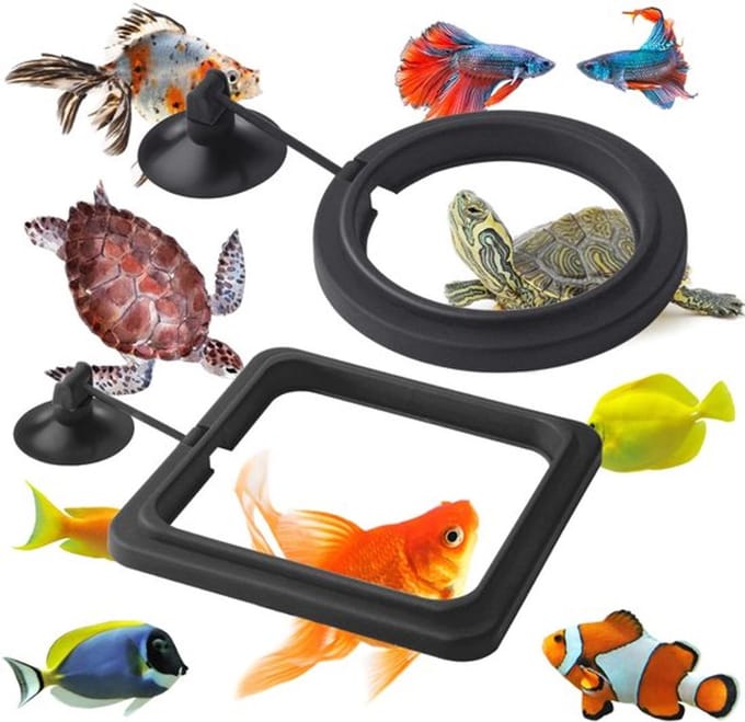 Golden crown - Visvoederring - Aquariumaccessoires - 2-delige set