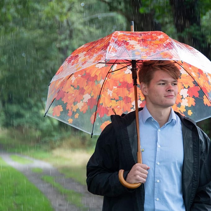 Paraplu boomkroon herfst