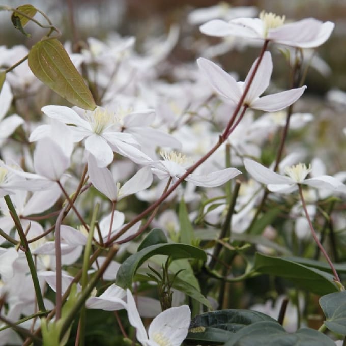 Bosrank - Clematis armandii ‘Apple Blossom' 50-60 cm