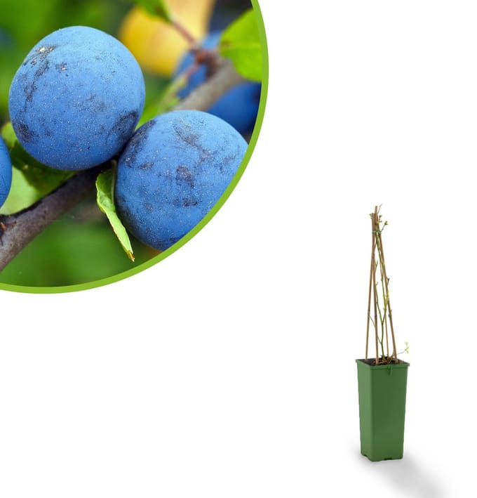 Blauwe Bes Jersey – Vaccinium corymbosum – Zoete Blauwe Bessen