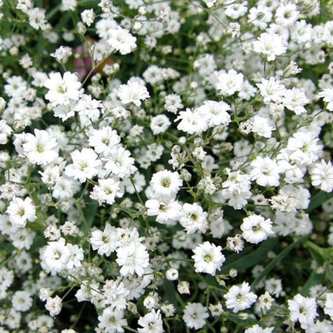 6 x Gypsophila Repens 'Alba' - Kruipend Gipskruid pot 9x9cm, witbloeiend en bodembedekkend