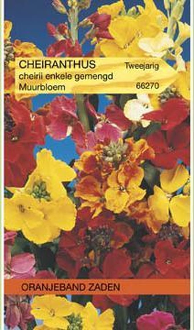 Cheiranthus, Muurbloem enkelbloemig gemengd