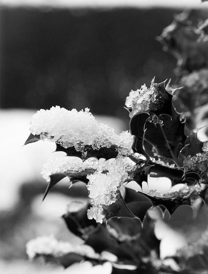 Poster Hulst Met Sneeuw - 30x40 cm - Kerst Poster - WALLLL