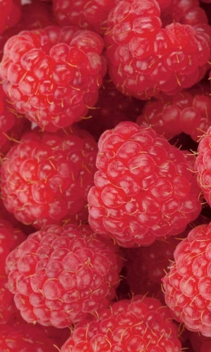 Fotobehang - Raspberry 150x250cm - Vliesbehang