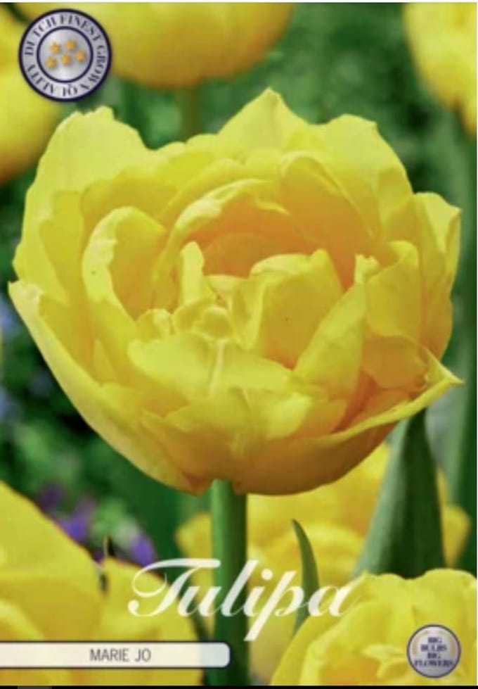Dutch Finest Quality bloembollen Tulpen Tulp Double Early Mary Jo x7 12/+s