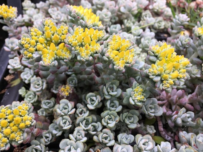 6 x Sedum spathulifolium 'Cape Blanco' - Vetkruid - P9 Pot (9 x 9cm) - Dima Vaste Planten