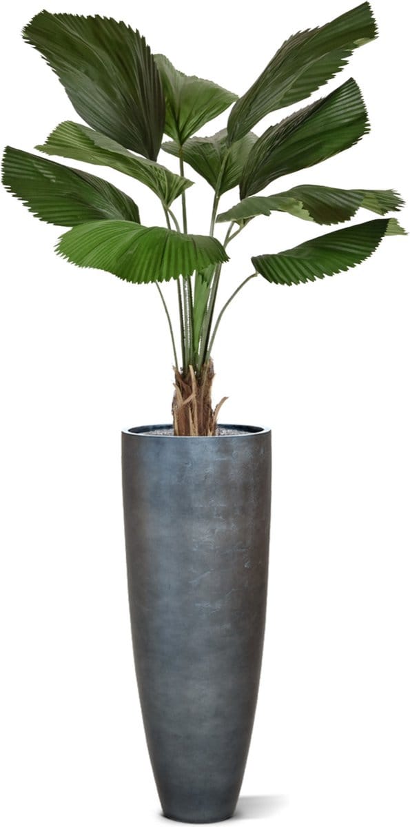 Licuala kunstpalm 140cm