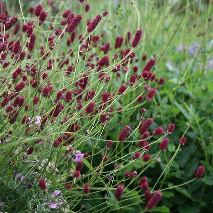 6 x Sanguisorba Minor - Pimpernel pot 9cm x 9cm