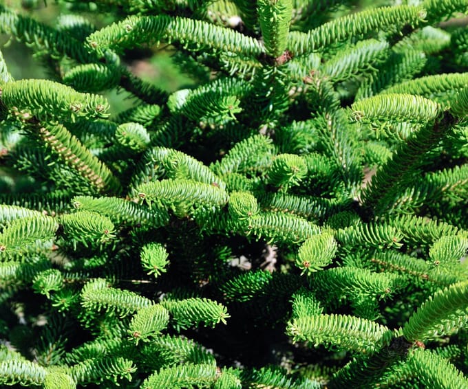 Plants Online - Set van 1 - Picea glauca 'Alberta Globe' - 5 liter pot - Plant 25-30 cm