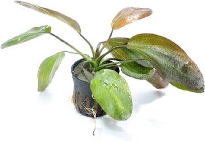 Aquaflora Echinodorus Barthii | in 5 cm pot
