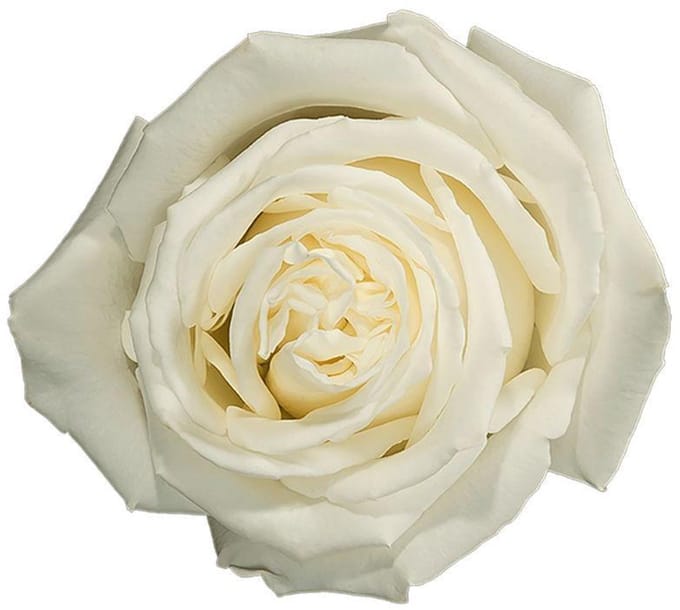 25x Rosa playa blanca 70cm