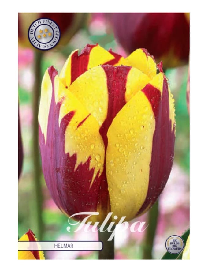 Nederlands Beste Kwaliteits bloembollen - Tulpen Tulp Triumph Helmar x7 12/+s