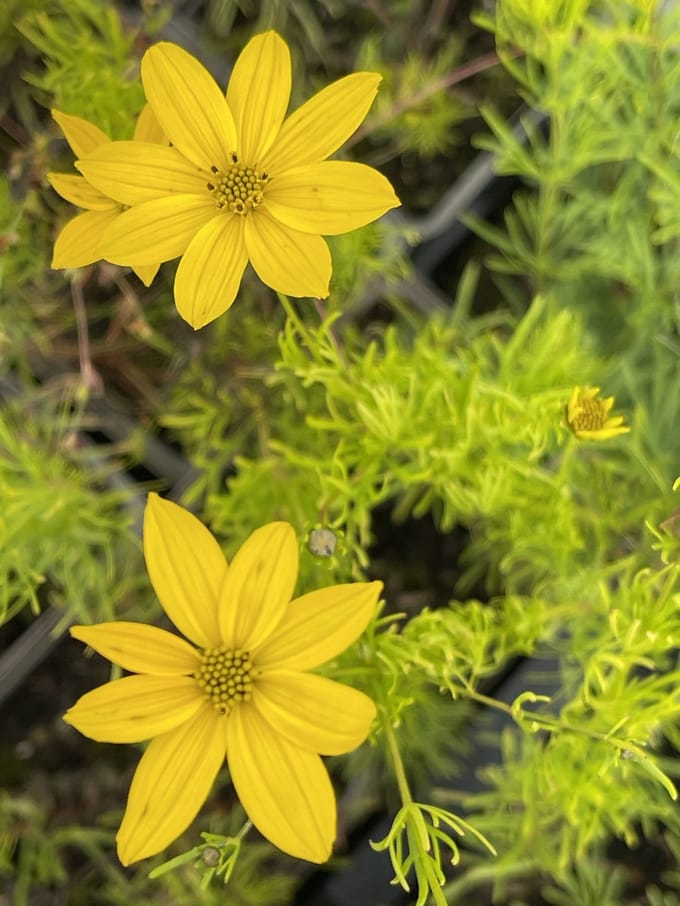 6x Meisjesogen - Coreopsis vert. 'Zagreb' | 9x9 cm pot