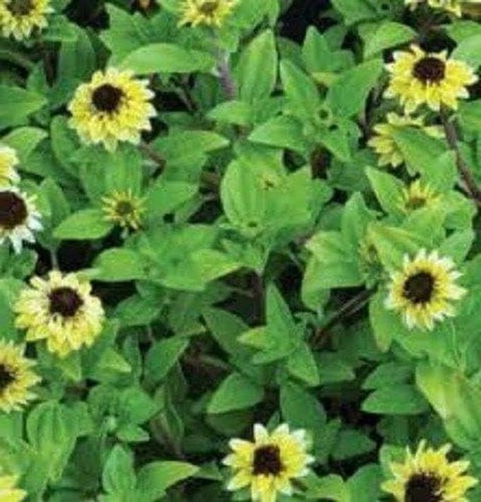 Kruipende Zinnia - Vanille Sprite Bodembedekker - Tuin Decoratie - Makkelijk te Kweken - 30 Centimeter Hoog - Wit