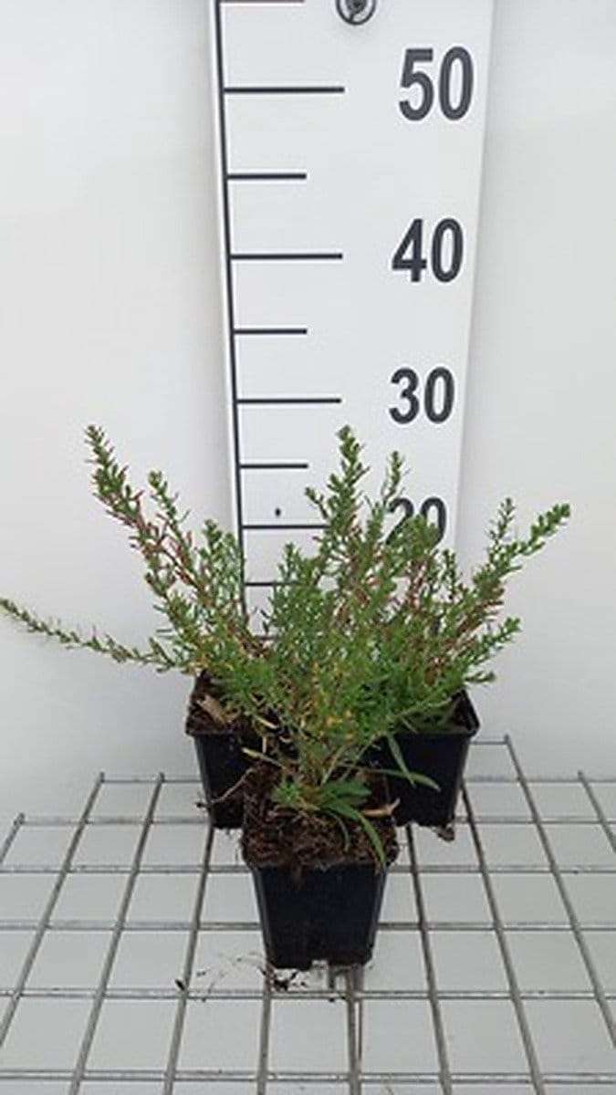 6x Aster - Aster eric. 'Schneetanne' | 9x9 cm pot