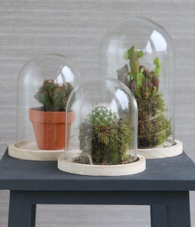 Glazen koepel met houten basisvoet Ø 14 cm en 21 cm hoog (1 st)