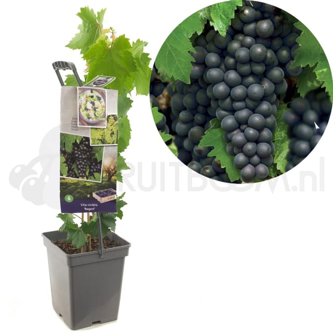 Vitis vinifera Regent
