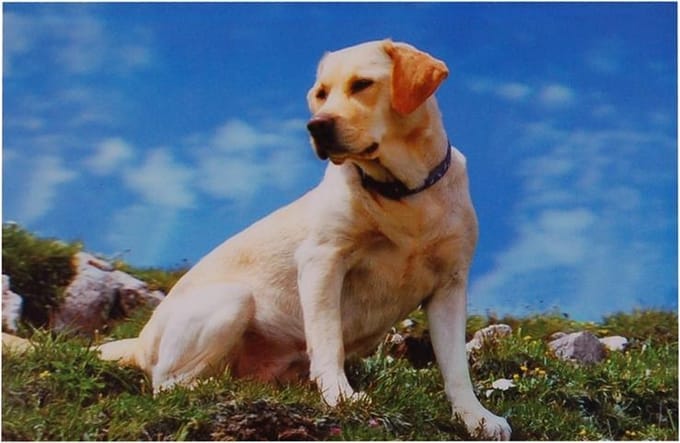 3d poster Labrador