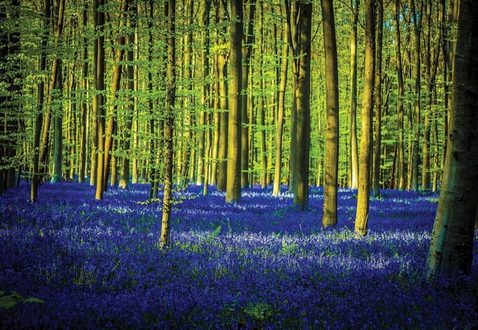 Fotobehang Forest Woods Trees | XL - 208cm x 146cm | 130g/m2 Vlies