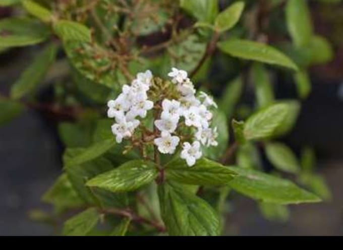 2 x Viburnum burkwoodii - Sneeuwbal 60- 80 cm in pot