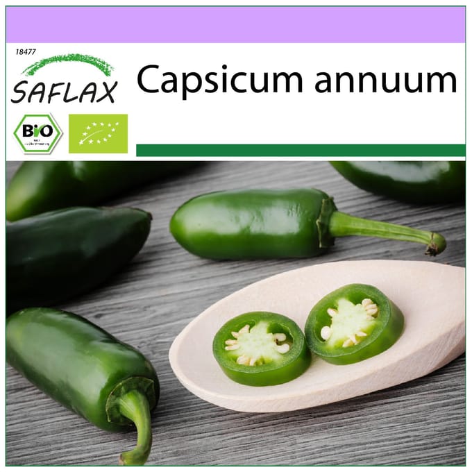 SAFLAX - Biologisch - Hot Chili Pepper – Vroege Jalapeno - 20 zaden - Capsicum annuum